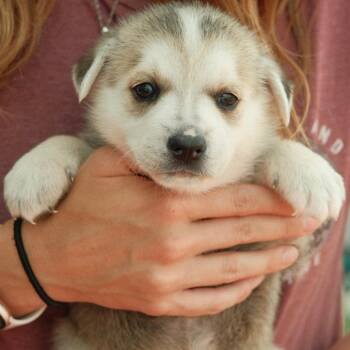 Cobb -  Mixed Breed Dog for Adoption in Buffalo, Minnesota - Cobb | PetCurious