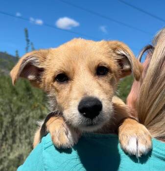 Terrier Dogs Available for Adoption in Cottonwood, Arizona - Poem | PetCurious