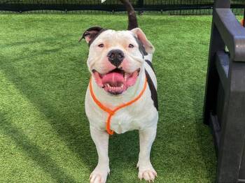 American Bulldog Dogs Available for Adoption in Tustin, California - KYLO | PetCurious