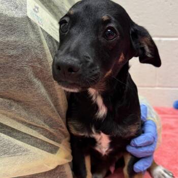 Bok -  Chihuahua and Jack Russell Terrier Dog for Adoption in Murray, Utah - Bok | PetCurious