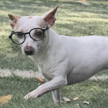 Luna -  Chihuahua Dog for Adoption in Pflugerville, Texas - Luna | PetCurious
