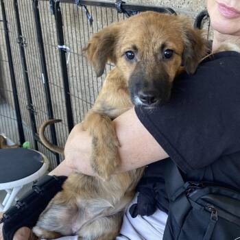 Mila -  Plott Hound and Terrier Dog for Adoption in Escondido, California - Mila | PetCurious