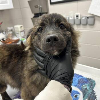 Lowrider -  Mixed Breed Dog for Adoption in Huntsville, Alabama - Lowrider | PetCurious