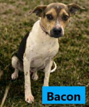 Beagle and Jack Russell Terrier Dogs Available for Adoption - Bacon | PetCurious