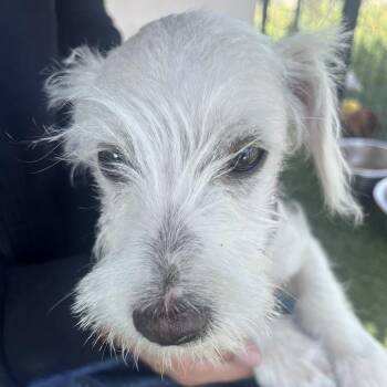 Terrier and Jack Russell Terrier Dogs Available for Adoption - Tahoe | PetCurious