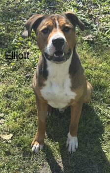 Elliott -  Terrier and Hound Dog for Adoption in Ulster, Pennsylvania - Elliott | PetCurious