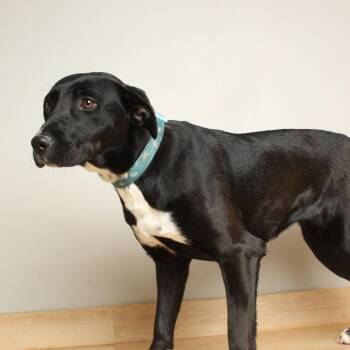 Black Labrador Retriever and Mixed Breed Dogs Available for Adoption - Yeti D68590 | PetCurious