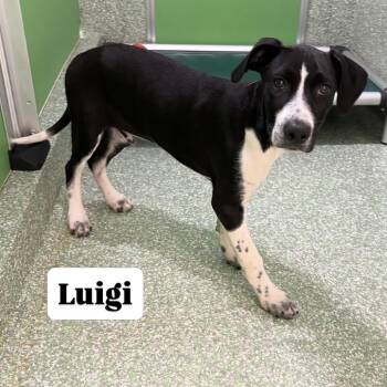 Luigi -  Hound and Terrier Dog for Adoption in Calverton, New York - Luigi | PetCurious