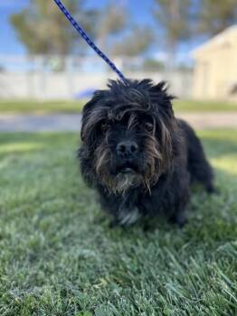 Terrier Dogs Available for Adoption in Victorville, California - Nala | PetCurious