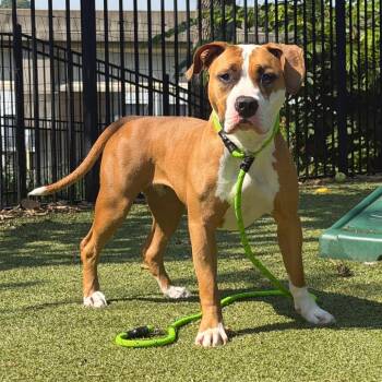 Sky -  Pit Bull Terrier and Mixed Breed Dog for Adoption in Brentwood, Missouri - Sky | PetCurious