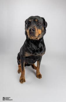Rottweiler Dogs Available for Adoption in Hoffman Estates, Illinois - Lady Godiva | PetCurious