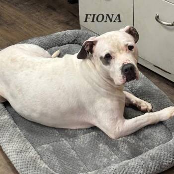 FIONA -  Pit Bull Terrier Dog for Adoption in Bowling Green, Ohio - FIONA | PetCurious