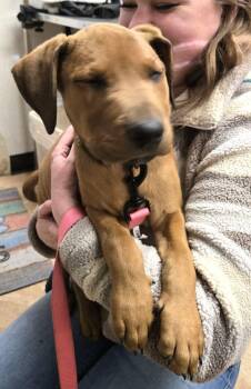 Hound Dogs Available for Adoption - Daisy | PetCurious