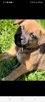 Beagle and Pug Dogs Available for Adoption in Lewis Center, Ohio - Liam (Moira