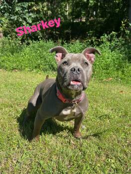 Rescue Pit Bull Terrier Dogs for Adoption in Pearisburg, Virginia - Sharkey | PetCurious