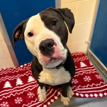 Pit Bull Terrier Dogs Available for Adoption in Hays, Kansas - Stray Pitbull | PetCurious