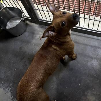 Mixed Breed Dogs Available for Adoption in Eureka Springs, Arkansas - Theodore | PetCurious