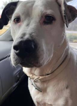 Collie and Mixed Breed Dogs Available for Adoption - Lucy | PetCurious