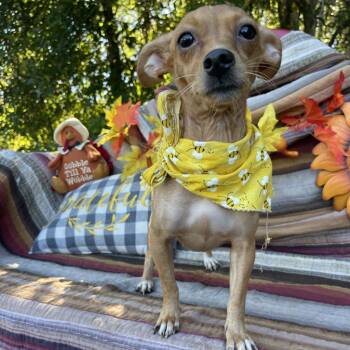 Sophie -  Mixed Breed Dog for Adoption in Sarasota, Florida - Sophie | PetCurious