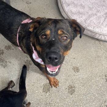 Sable -  Rottweiler and Mixed Breed Dog for Adoption in Ashland, Oregon - Sable | PetCurious