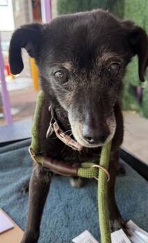 Chihuahua and Mixed Breed Dogs Available for Adoption - 60631482 | PetCurious