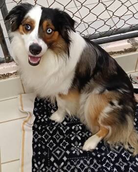 Alice -  Australian Shepherd Dog for Adoption in Upper Sandusky, Ohio - Alice | PetCurious