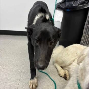 Rescue Rhodesian Ridgeback and Border Collie Dogs for Adoption in Bastrop, Texas - Shasta 25-10-144 | PetCurious