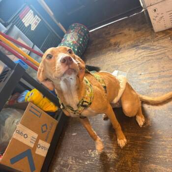 Odette (Odie) 050201A -  Pharaoh Hound and Mixed Breed Dog for Adoption in Amory, Mississippi - Odette (Odie) 050201A | PetCurious