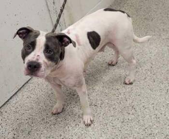 Zola -  Pit Bull Terrier and Mixed Breed Dog for Adoption in Kansas City, Missouri - Zola | PetCurious