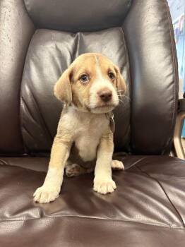 A-Train -  Terrier and Poodle Dog for Adoption in Carson City, Nevada - A-Train | PetCurious