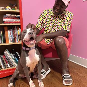 Rescue Pit Bull Terrier Dogs for Adoption in Chicago, Illinois - Elly | PetCurious