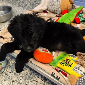 Australian Shepherd Dogs Available for Adoption in Ontario, California - Opie TN | PetCurious