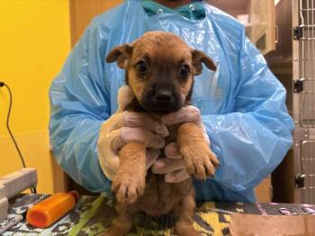 Lavender -  Mixed Breed Dog for Adoption in Raleigh, North Carolina - Lavender | PetCurious