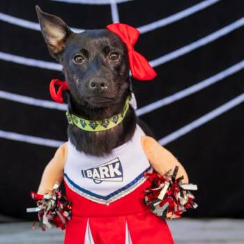 Josie -  Chihuahua Dog for Adoption in San Diego, California - Josie | PetCurious
