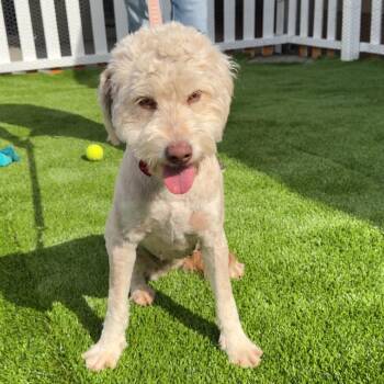 Poodle Dogs Available for Adoption - Shirley Temple A2256509 | PetCurious