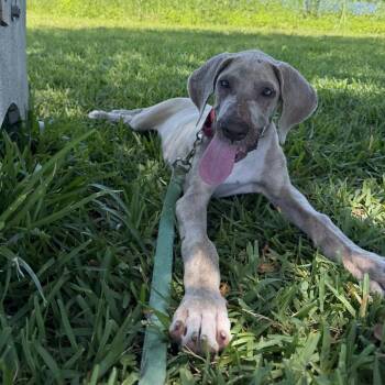 Great Dane Dogs Available for Adoption in Jupiter, Florida - Missy | PetCurious