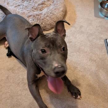 Noodle D11981 -  Pit Bull Terrier and American Staffordshire Terrier Dog for Adoption - Noodle D11981 | PetCurious