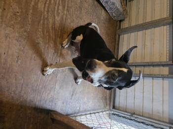 Great Dane Dogs Available for Adoption - Precious | PetCurious