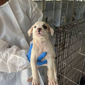Wayne -  Shepherd Dog for Adoption in Edinburg, Texas - Wayne | PetCurious