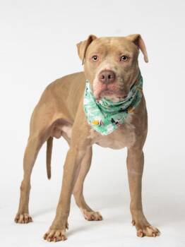 MUFASA -  Pit Bull Terrier and Mixed Breed Dog for Adoption in Atlanta, Georgia - MUFASA | PetCurious