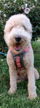 Maggie -  Poodle Dog for Adoption in Inez, Kentucky - Maggie | PetCurious