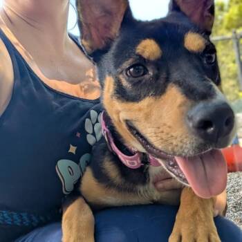 Mary -  Mixed Breed Dog for Adoption in West Olive, Michigan - Mary | PetCurious