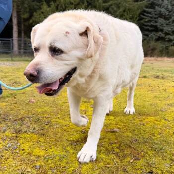 Barney -  Labrador Retriever Dog Available for Adoption in Port Angeles, Washington - Barney | PetCurious