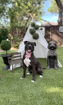 American Staffordshire Terrier Dogs Available for Adoption in Mico, Texas - Noelle | PetCurious