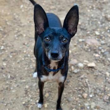 Cho -  Mixed Breed Dog for Adoption in Fredericksburg, Virginia - Cho | PetCurious