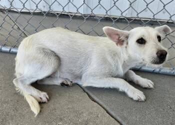 Junipher - URGENT -  Terrier Dog for Adoption in Thousand Oaks, California - Junipher - URGENT | PetCurious