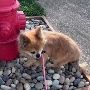 Maxwell -  Pekingese Dog for Adoption in Spring Hill, Kansas - Maxwell | PetCurious