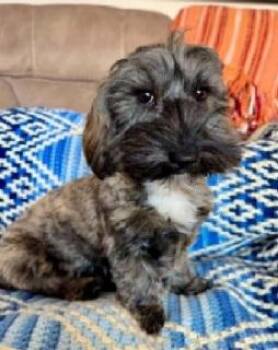 MAY Maybelline -  Dachshund Dog for Adoption in Georgetown, Kentucky - MAY Maybelline | PetCurious