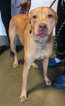 Mixed Breed Dogs Available for Adoption - AZRIEL AKA GRAYSON | PetCurious