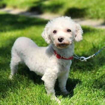 CHARLOTTE -  Bichon Frise Dog for Adoption in Schnecksville, Pennsylvania - CHARLOTTE | PetCurious